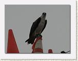 What are you looking at * 612 x 462 * (20KB)